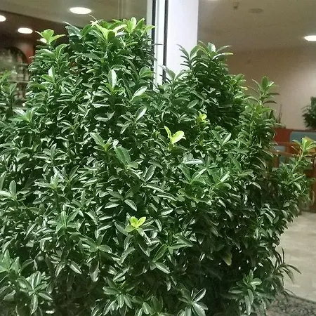 Hotel Condor Milano Marittima